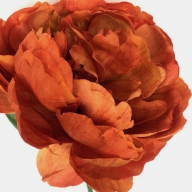 Orange Peony 64cm