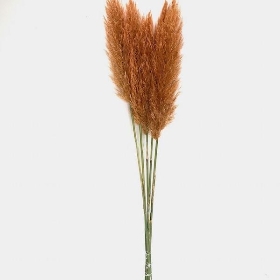 Orange Pampas x 5 stems 120cm