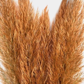 Orange Pampas x 5 stems 120cm