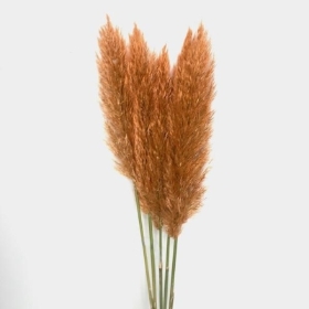 Orange Pampas x 5 stems 120cm