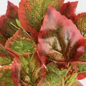 Autumn Coleus Bush 35cm