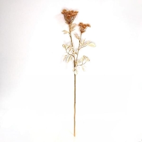 Caramel Queen Anne's Lace 74cm