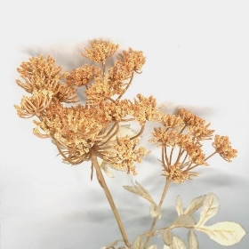 Caramel Queen Anne's Lace 74cm