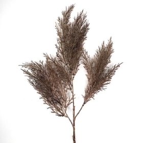 Brown Juniper Conifer 76cm