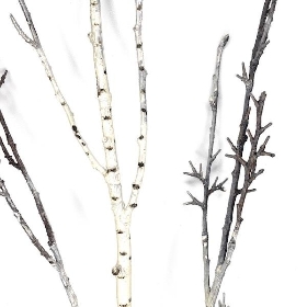 Silver Birch Branch 135cm