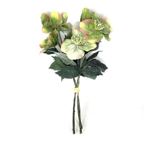 Green Frosted Helebore Bundle 33cm