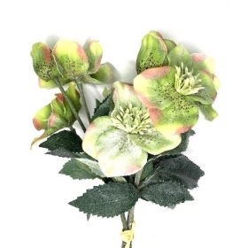 Green Frosted Helebore Bundle 33cm