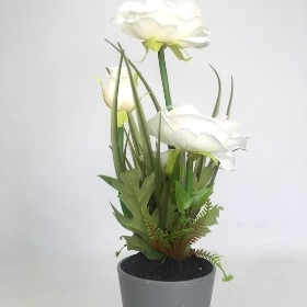 White Poppy in Grey Pot