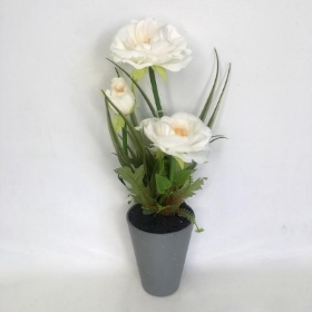 White Poppy in Grey Pot