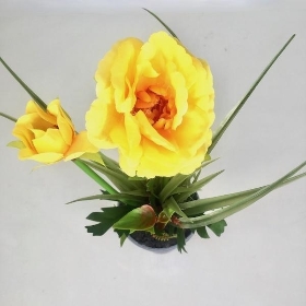 Yellow Poppy in Grey Pot