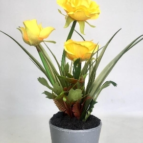 Yellow Poppy in Grey Pot