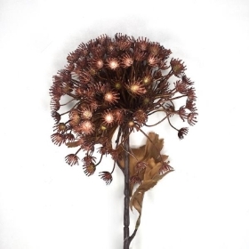 Brown Cow Parsley 70cm