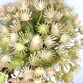 Cream Cow Parsley 70cm