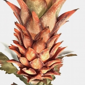 Orange Dried Pineapple 80cm