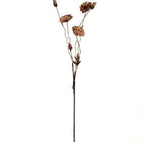 Brown Dry Poppy 104cm