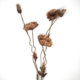 Brown Dry Poppy 104cm