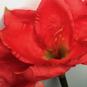 Red Amaryllis 75cm