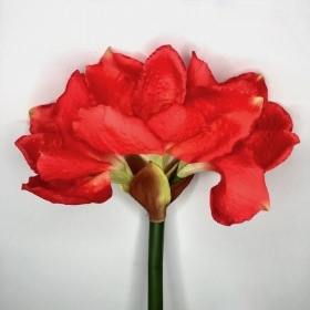 Red Amaryllis 75cm