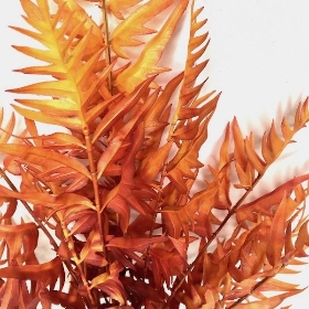 Orange Autumn Hardy Fern 55cm