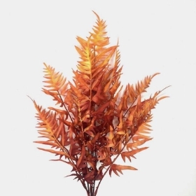 Orange Autumn Hardy Fern 55cm