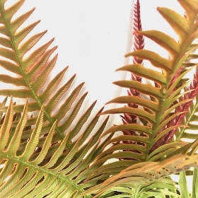 Green Orange Autumn Ladder Fern 46cm