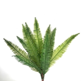 Bird's Nest Fern 36cm