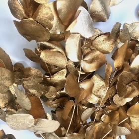 Gold Preserved Eucalyptus 150g