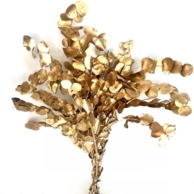 Gold Preserved Eucalyptus 150g