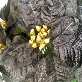 Black Velvet Poinsettia Bush 47cm