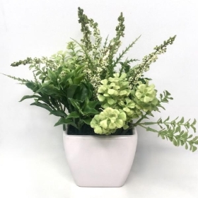 White Erica in Pot 16cm