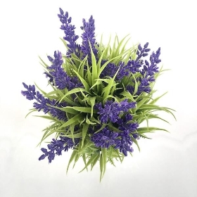 Lavender in White Pot 26cm