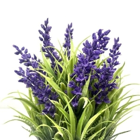 Lavender in White Pot 26cm