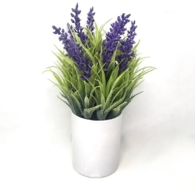 Lavender in White Pot 26cm