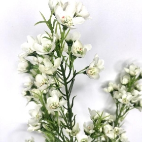 Ivory Waxflower 66cm