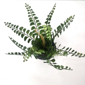 Fern in Grey Pot 20cm