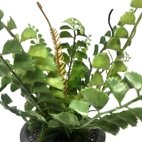 Fern in Grey Pot 20cm