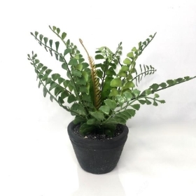 Fern in Grey Pot 20cm