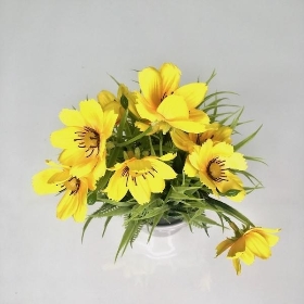 Yellow Cosmos In White Pot 26cm