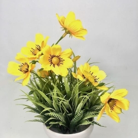 Yellow Cosmos In White Pot 26cm