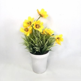 Yellow Cosmos In White Pot 26cm