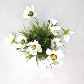 White Cosmos In White Pot 26cm