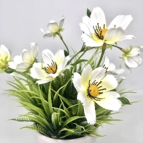 White Cosmos In White Pot 26cm