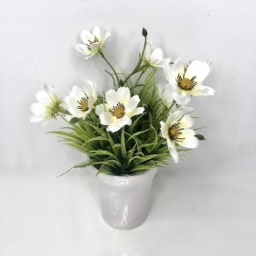 White Cosmos In White Pot 26cm