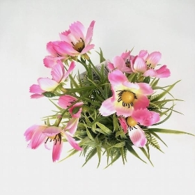 Pink Cosmos In White Pot 26cm