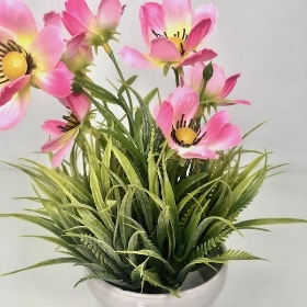 Pink Cosmos In White Pot 26cm