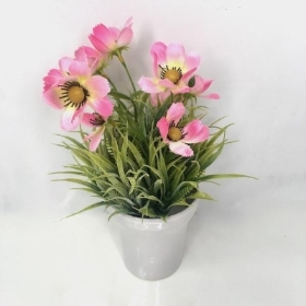 Pink Cosmos In White Pot 26cm