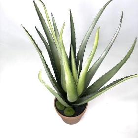 Aloe Vera Plant 47cm