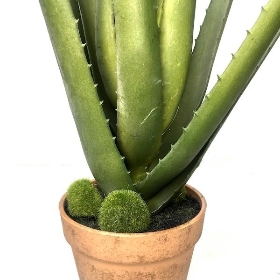 Aloe Vera Plant 47cm