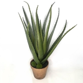 Aloe Vera Plant 47cm