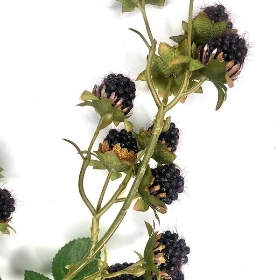 Blackberry Branch 78cm